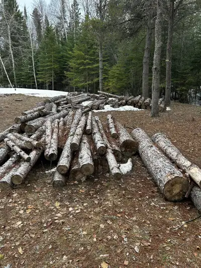 Red Pine for lumber, View more