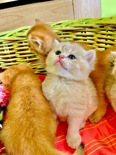 British Shorthair registered kittens!, View more
