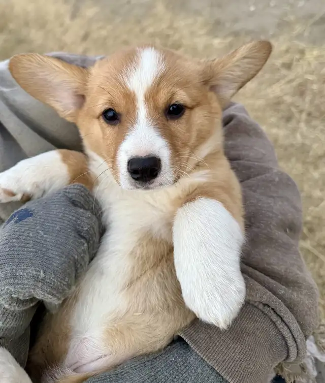 Pembroke welsh Corgi in Dogs & Puppies for Rehoming in Delta/Surrey/Langley - Image 4