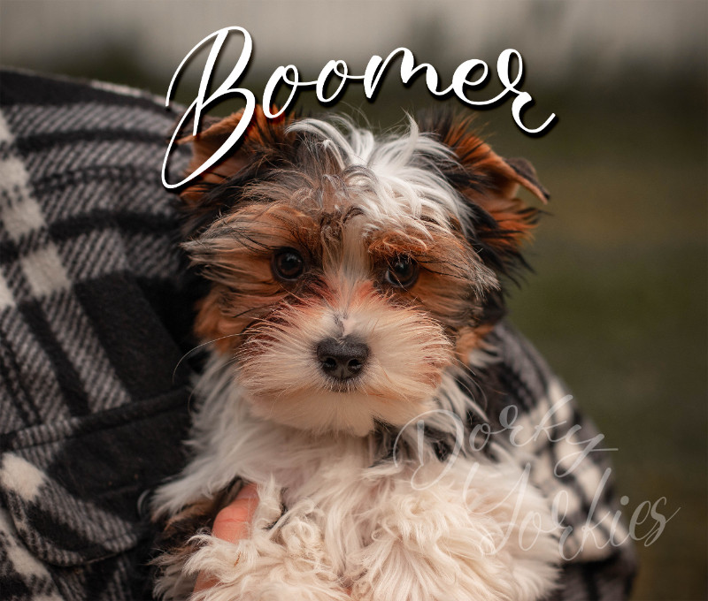**LAST ONE** Adorable Biewer Terrier Puppy! Great Family Pet Dogs