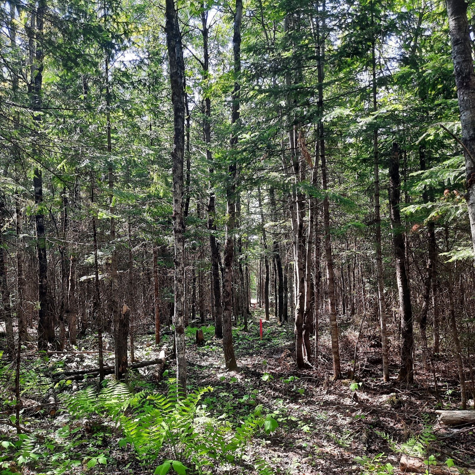 Terrains zonés blanc près du mont Adstock — photo 1