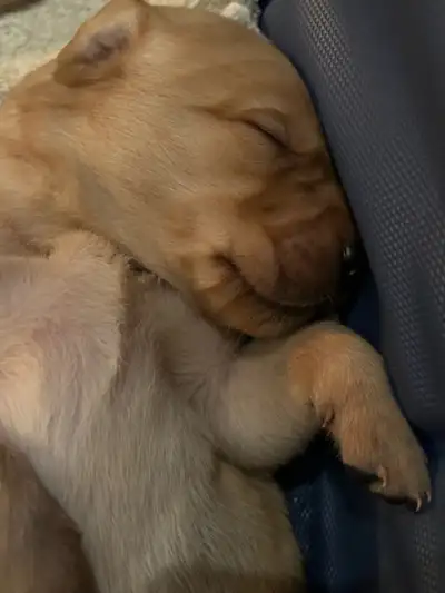 Lab/Doodle Puppies, View more