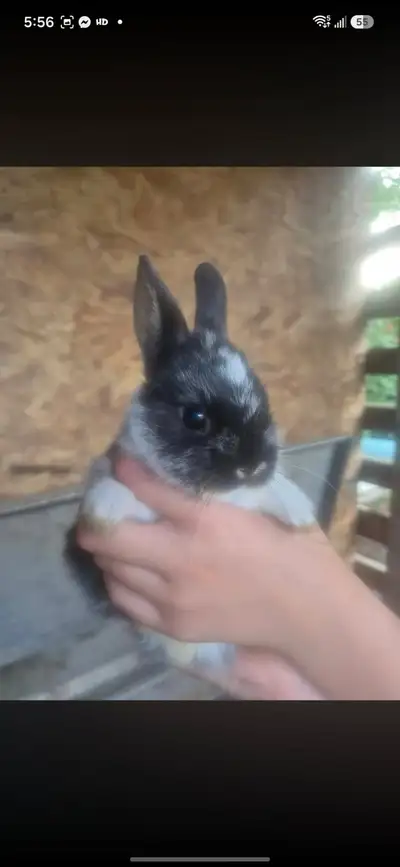 Netherland dewarf baby bunnies, View more