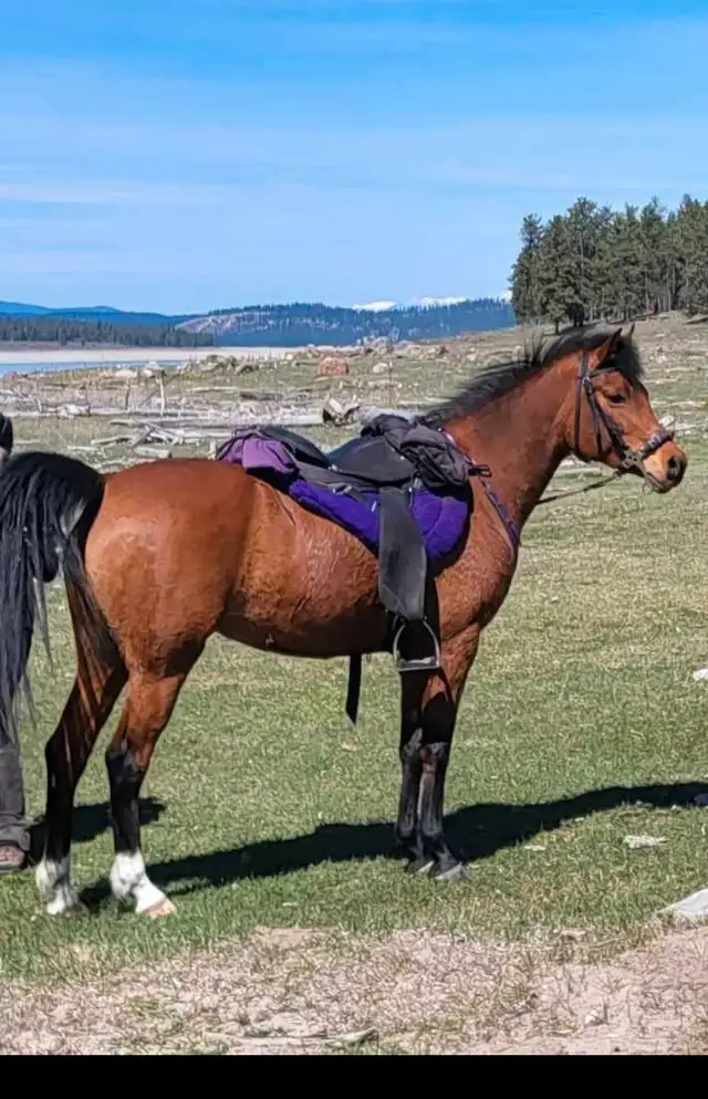 2012 Arabian Mare in Horses & Ponies for Rehoming in Cranbrook - Image 3
