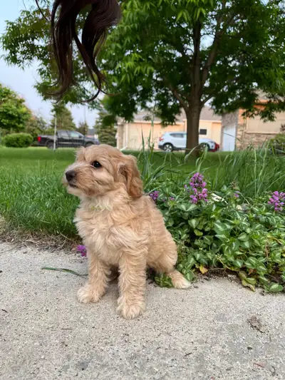 Only 3 left! (Out of 6) Mini F1bb Goldendoodle puppies. 2 male and one female left! Puppies have had...