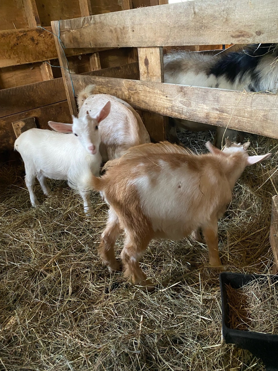 Pure Nigerian Dwarf and Pygmy goats for sale | Livestock | Moncton ...