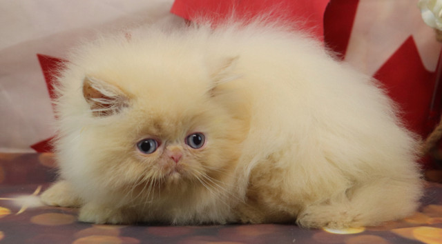3 HIMALAYAN kittens left in Cats & Kittens for Rehoming in Ottawa - Image 2