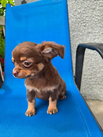 2 chiots chihuahua mâles, View more