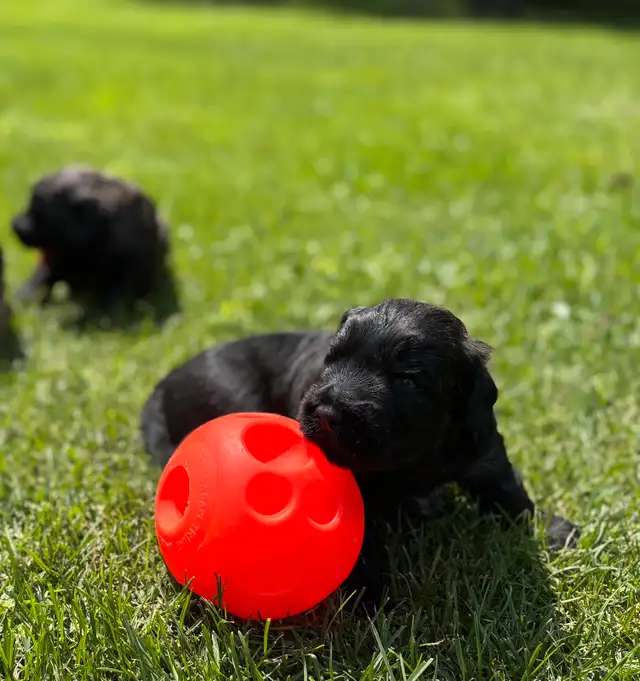 chiot Bouvier des Flandres in Dogs & Puppies for Rehoming in Saint-Hyacinthe - Image 5