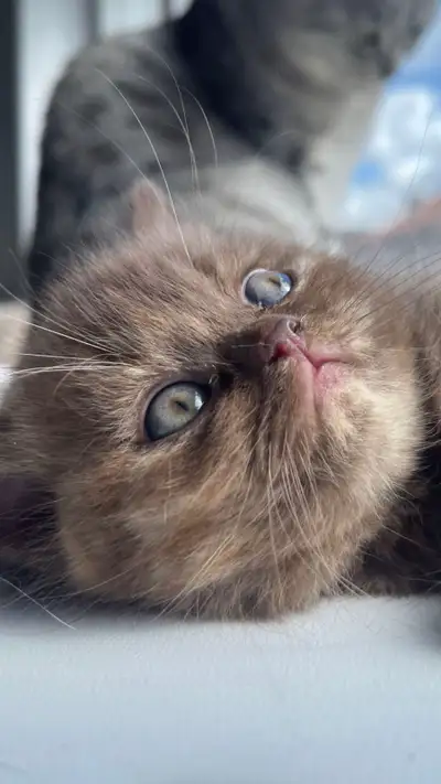 beautiful British Shorthair kittens , View more