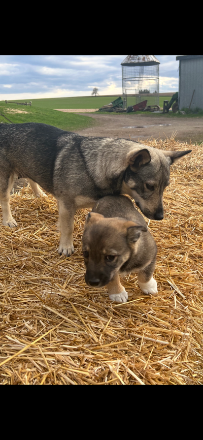 Corgi /border collie. Pups, View more
