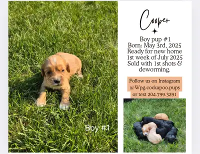We have adorable Cockapoo pups for sale! These little ones were born on May 3rd, 2025, and will be r...