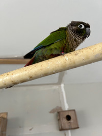 Green cheeked conures 