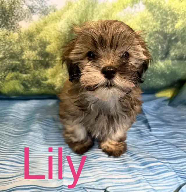 CKC Purebred Havanese Puppies Available in Dogs & Puppies for Rehoming in City of Toronto - Image 2