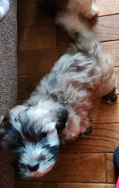 4 MALE PUPPIES FOR SALE. $300 11 weeks old today. NO shots. Mom is mix, grandma is part Bichon frisé...