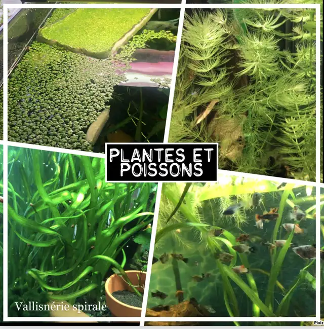 Poisson d’aquarium plantes, crevettes, escargots in Fish for Rehoming in Sherbrooke - Image 9
