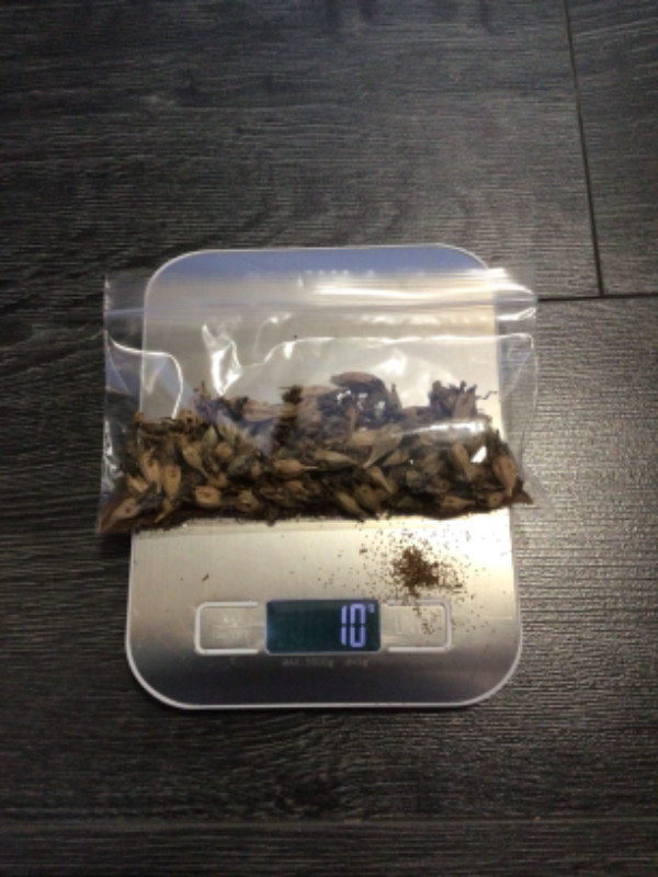 White bell flower seeds, 10 grams seeds in a bag, tons of seeds in Plants, Fertilizer & Soil in Regina - Image 2