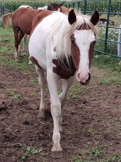 16 month old percheron paint cross filly., View more