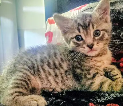 Russian Blue Female and Kittens, View more