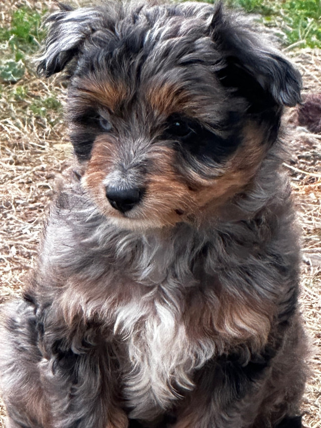 Toy Aussie Doodle Only  1 spot Left on July wait list in Dogs & Puppies for Rehoming in Napanee - Image 4