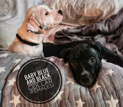 Guardian Breed Puppies – Cane Corso × Staffy (Rottweiler Line), View more