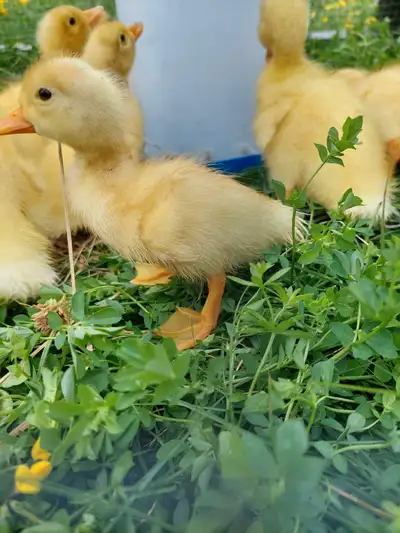 Pekin ducklings for sale $20 each. Hatched on June 15th.