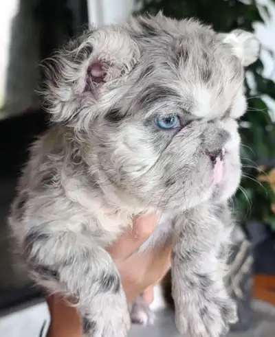 Exotic French Bulldogs / Bouledogue Français, View more