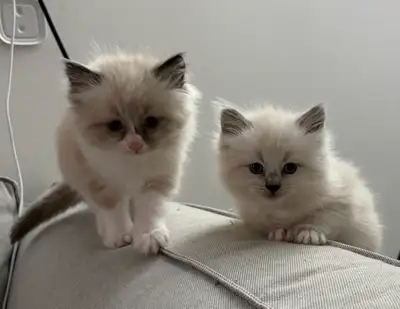 Ragdoll kittens all sold, View more