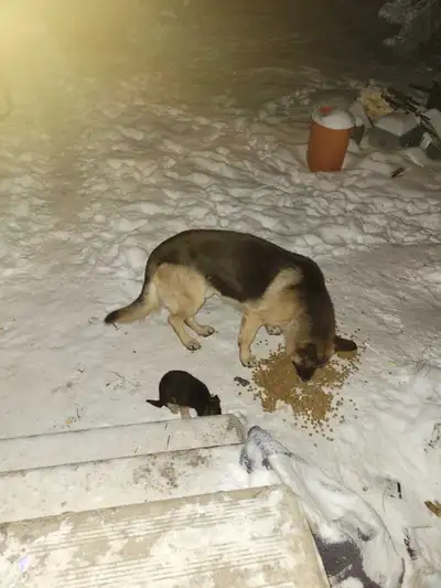 puppies 2 different batches, View more