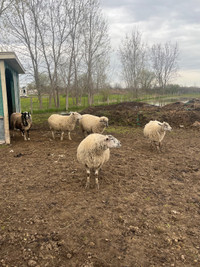 Sheep for sale 