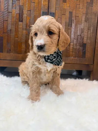 Beautiful Mini Goldendoodle Puppies Ready to Go!, View more