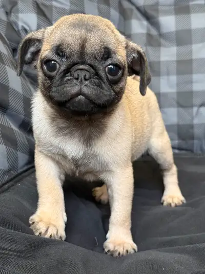 Pug puppies, View more