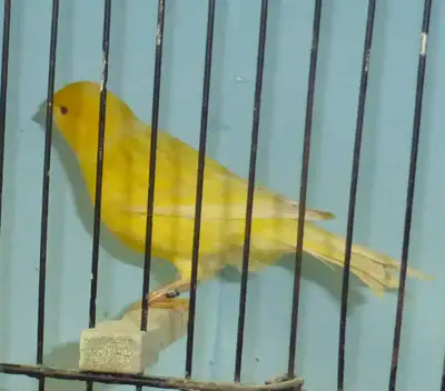 Singing Canary, View more