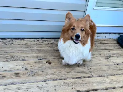 Fluffy Pembroke Welsh Corgi (Adult), View more