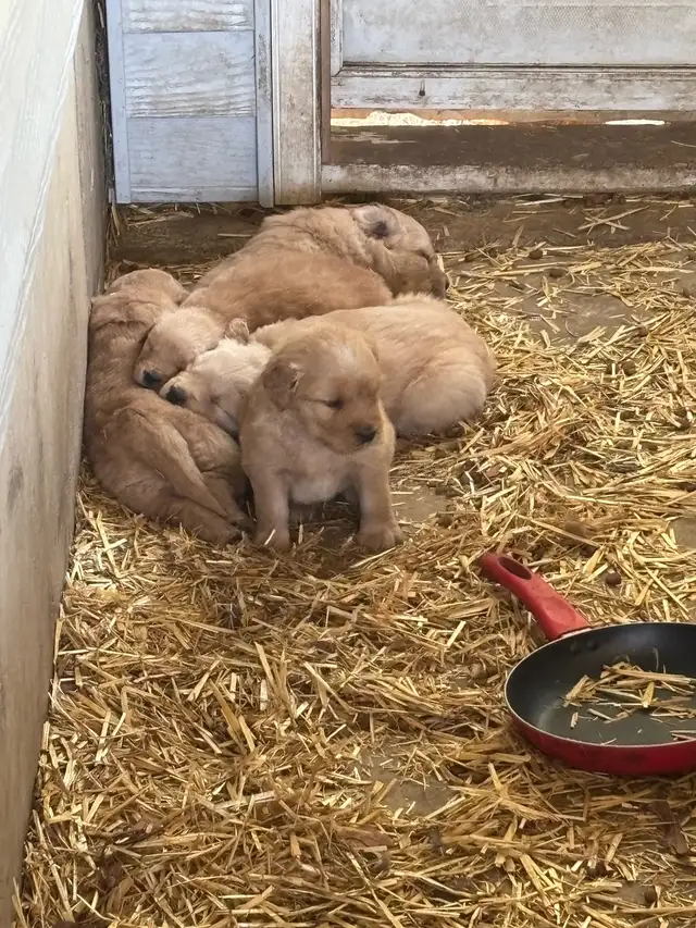 Golden Retriever Puppies in Dogs & Puppies for Rehoming in Strathcona County - Image 3