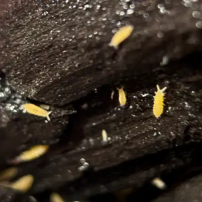 Ceratophysella sp. “Yellow Springtails”, View more