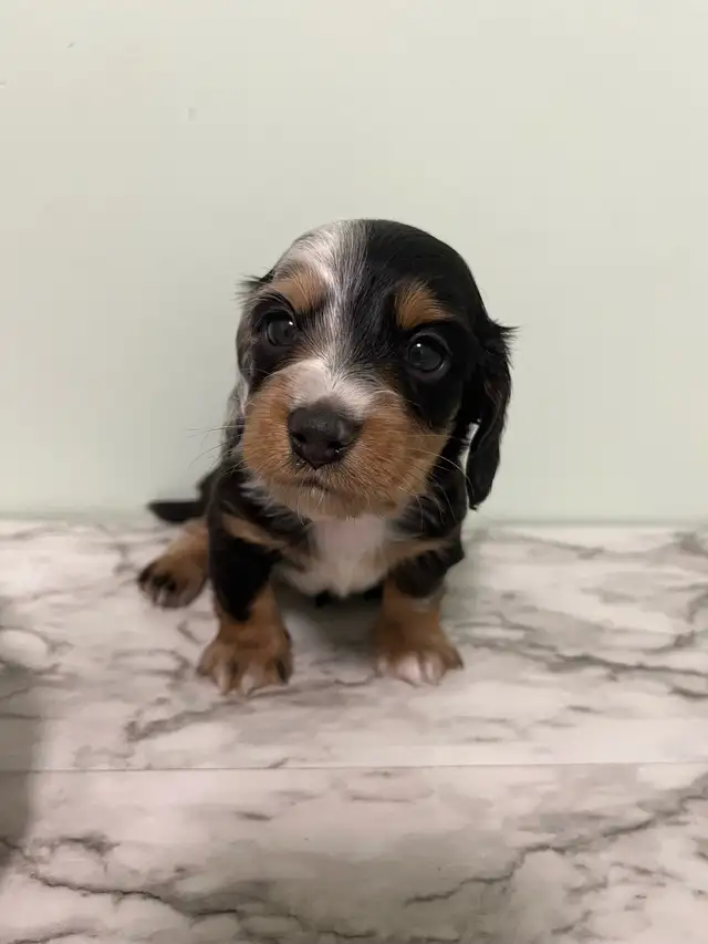 Miniature Longhaired Daschund Puppies!