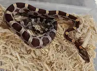 serpent des blés régulier, corn snake