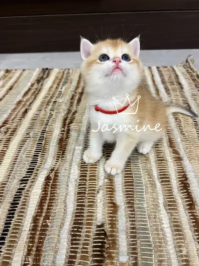 Golden British Shorthair Kittens (Golden Shaded), View more