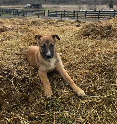 Belgian malinois x Pyrenees , View more