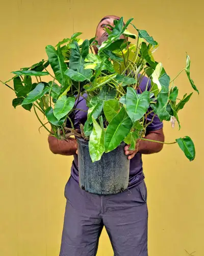 Burle marxe variegated - plante complète , View more