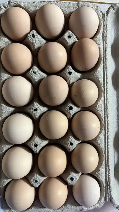 Lavendar Orpington Hatching Eggs , View more