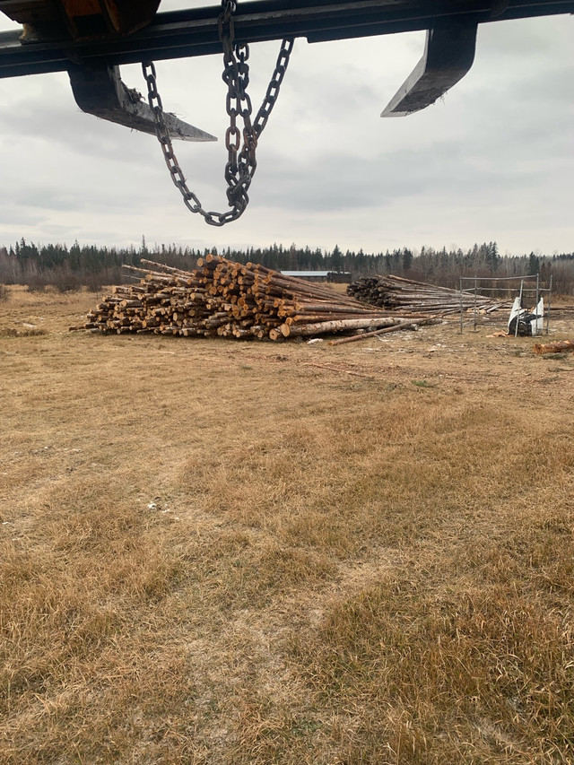 Tamarack and Birch in Fireplace & Firewood in St. Albert - Image 2