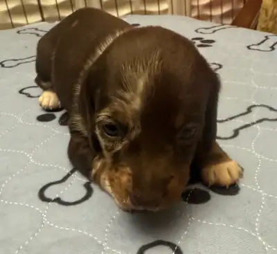 Miniature Dachshund, View more