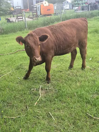 Reserved yr old heifer very tame. Great for hobby farm.