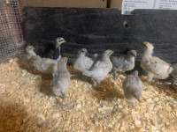 Chicks available 