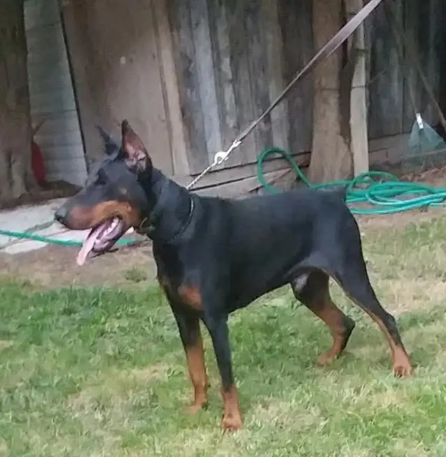 Doberman Male in Dogs & Puppies for Rehoming in Barrie - Image 2