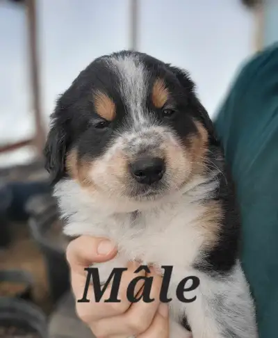 Beaux petits bébés qui seront prêts à être adoptés le 21 mars 2025! (Juste à temps pour le printemps...