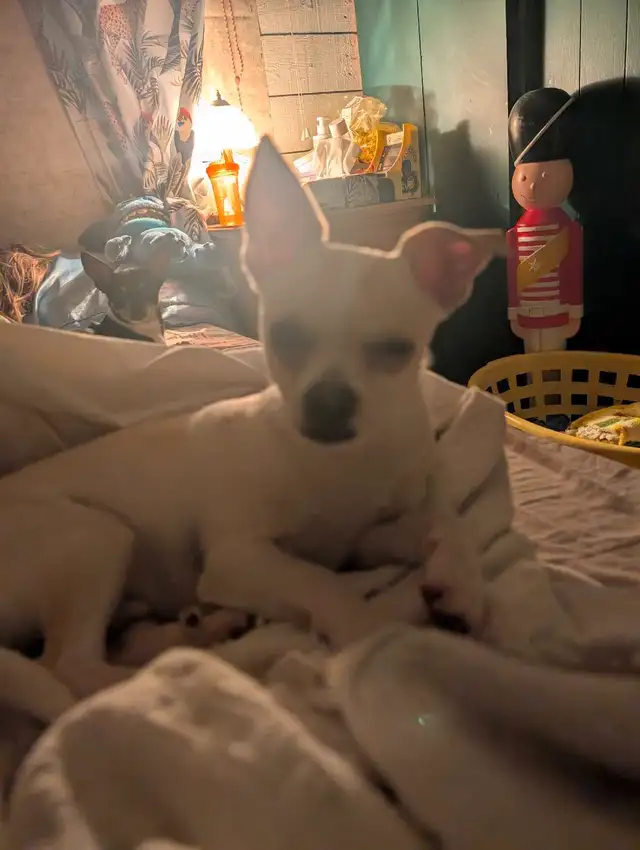Chihuahua mâle in Dogs & Puppies for Rehoming in Drummondville - Image 4