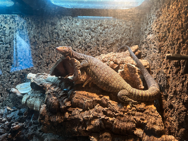 varan tristis dans Reptiles et amphibiens à adopter  à Ouest de l’Île - Image 2